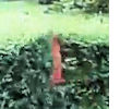 Dog misses jump over hedge